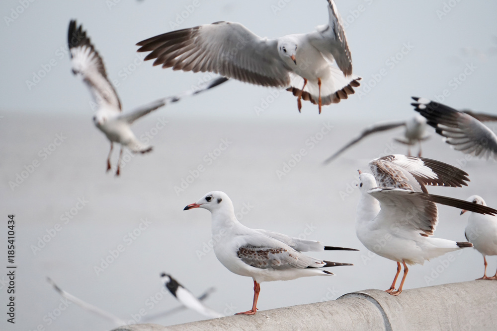Fototapeta premium Seagull standing at pier