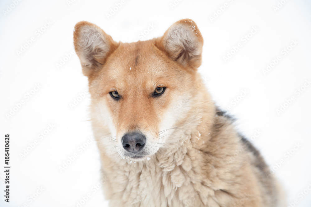 sad dog look in winter not against white background sad dog look in winter not against white background