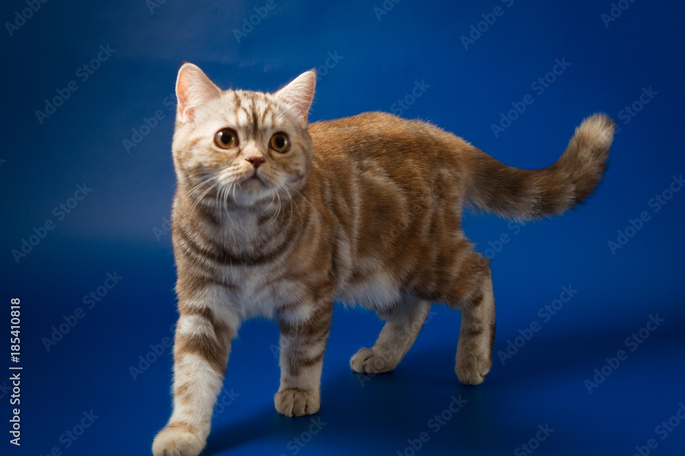 Scottish Straight breed Kitty chocolate color with tabby, walking on blue background 