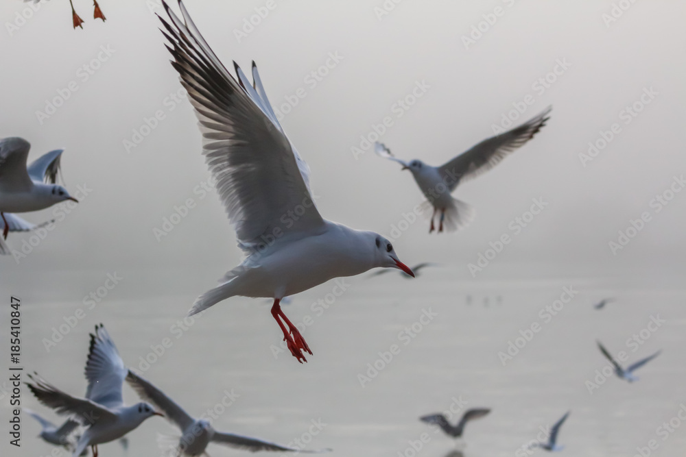 Fototapeta premium flying gulls