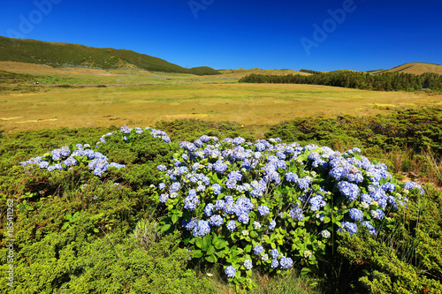 Beautiful alpine landscape on Flores Island, Azores, Portugla, Europe photo