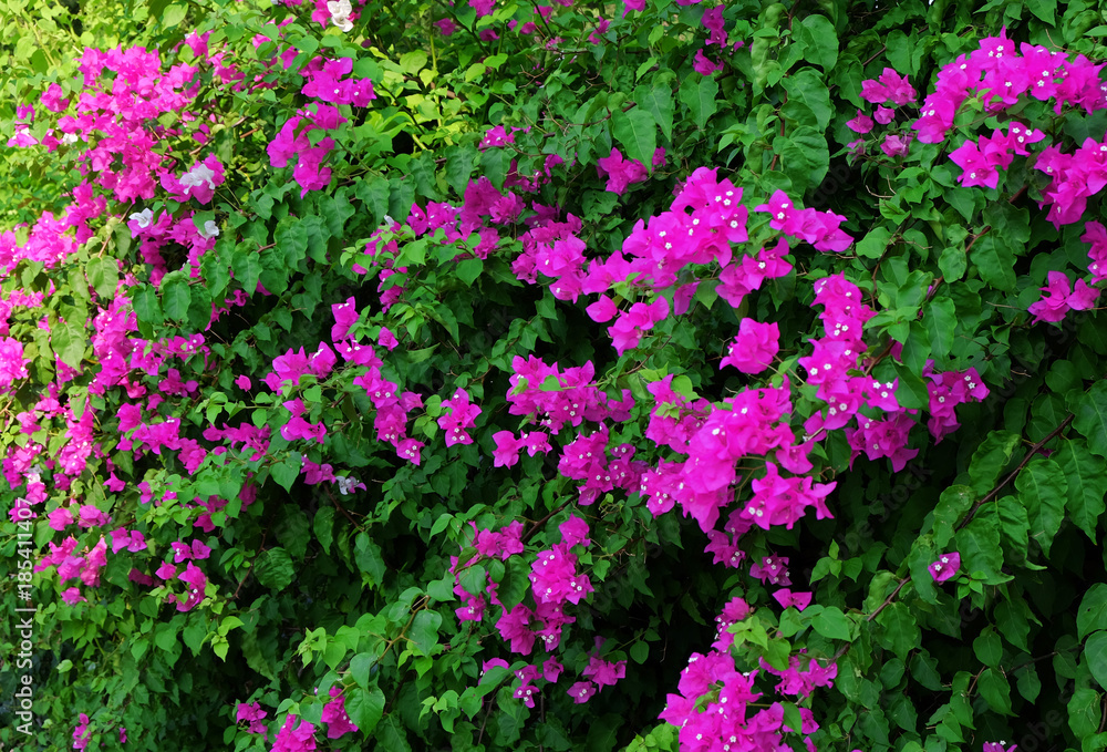 Plant with beautiful flowers outdoors