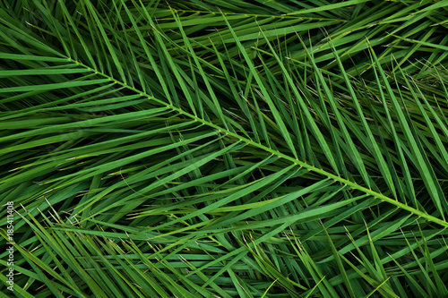 Many green tropical leaves as background