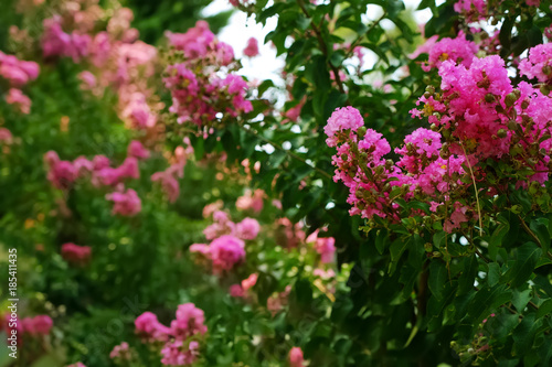 Beautiful blooming tree outdoors