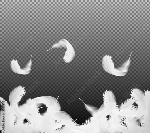 Realistic 3d white bird falling twirled feathers on transparent background. Symbol of lightness, innocence, hope, heaven. Vector illustration, can be used as poster, card or advertisement background