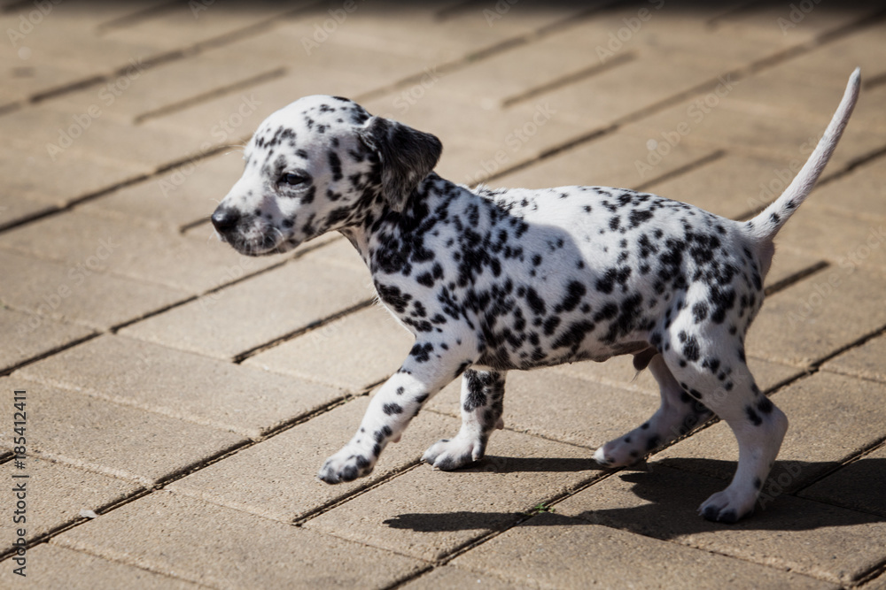 Dalmatian puppy. portrait of dalmatian puppy Dalmatian puppy. portrait of dalmatian puppy
