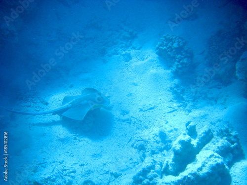 Underwater coral reef on the Red sea. Sinai peninsula, Egypt 
