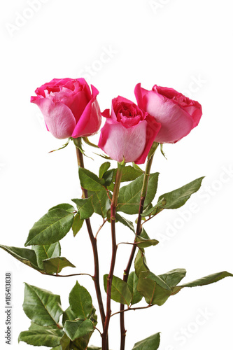 Beautiful pink roses on white background