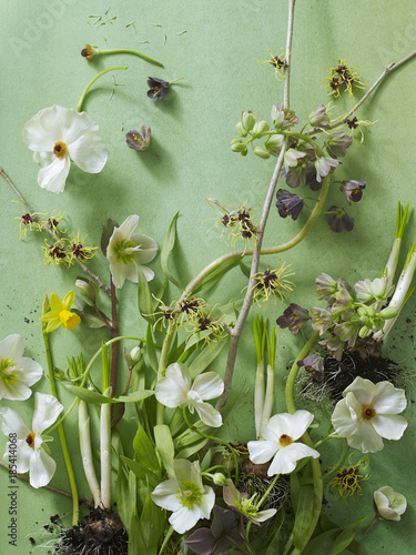 White Anemones and other spring flowers against green background