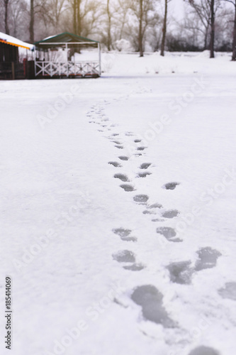 the receding footprints in the snow © sushytska
