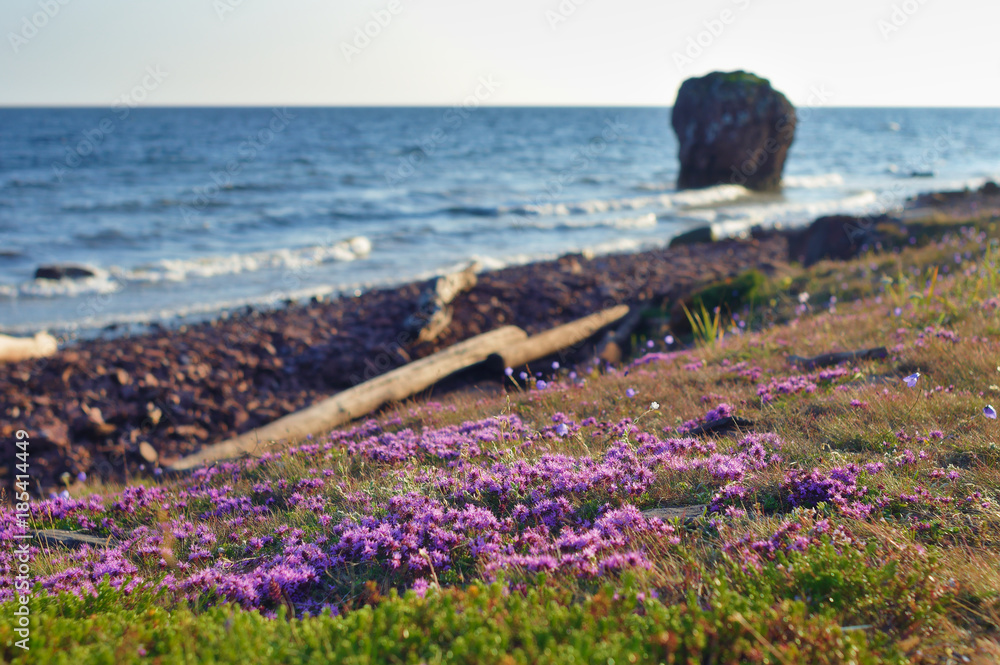 Fototapeta premium The sunny summer evening at the White sea seashore with flowers in the foreground and the rock in the background. Soft selective focus. Cape Korabl (The Ship), Kola Peninsula, Russia.