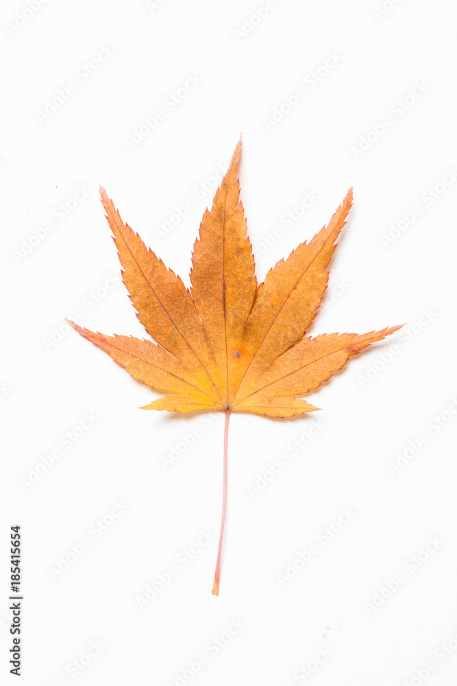 Maple leaf on a white background Maple leaf on a white background