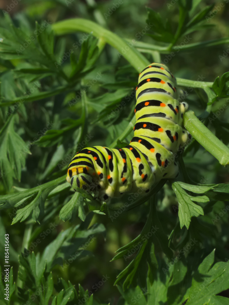 Swallowtail caterpillar eating carrot leaves