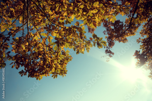 Sonnenstrahlen durch gelbe Blätter