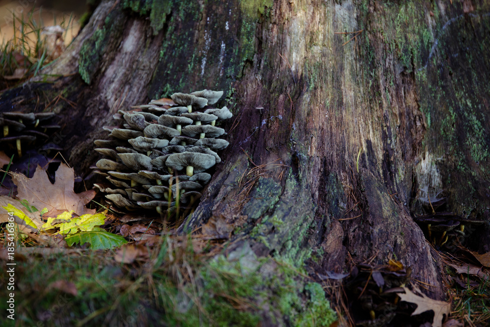 Fototapeta premium Pilzgruppe am Baumstamm/4