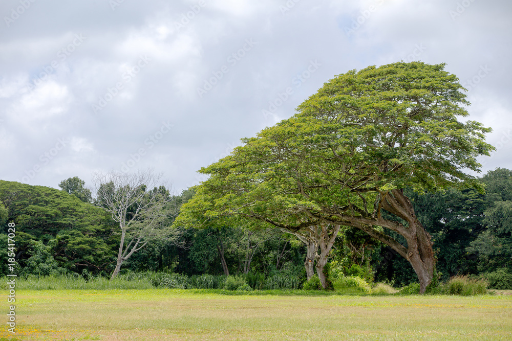 Large monkeypod tree, Albizia saman, in Hawaii Large monkeypod tree, Albizia saman, in Hawaii