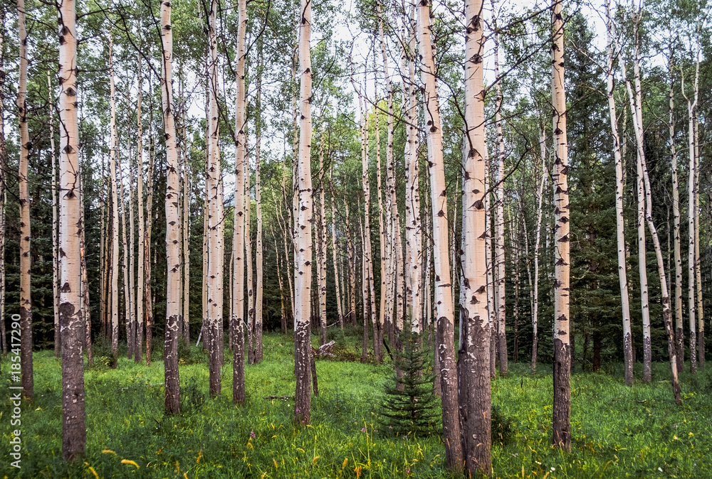 Fototapeta premium Birkenwald