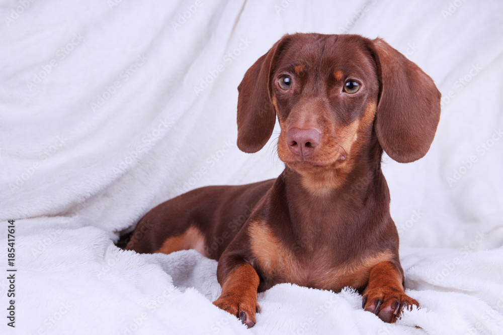Chocolate top weiner dog