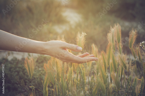 Female hand in the golden, Summer light, giving mood