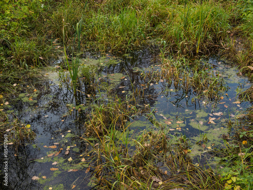 A small bog with a sedge on a glade