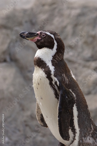 Fototapeta Naklejka Na Ścianę i Meble -  フンボルトペンギン