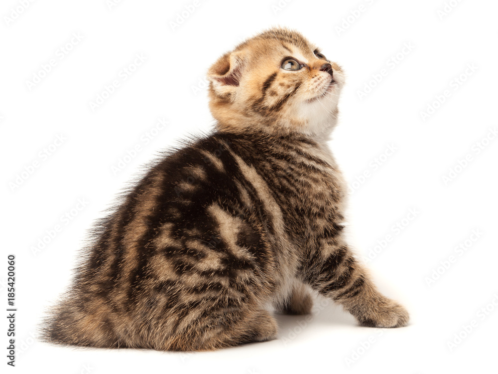 Naklejka premium Portrait cat, scottish Fold on white background