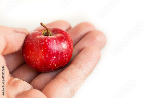 A small paradise red apple in the palm of your hand. Greed to give small