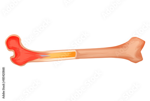 Bone structure medicine illustration. Anatomy of human