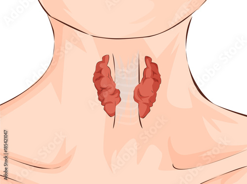 Thyroid gland and trachea shown on a woman. Medical concept. Anatomy of people. Vector illustration.