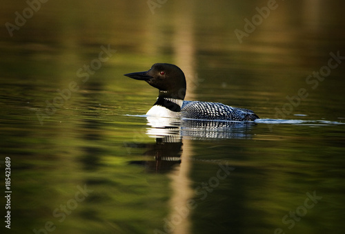 Loon swimming in lake with reflections © everydoghasastory