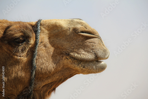 camel face