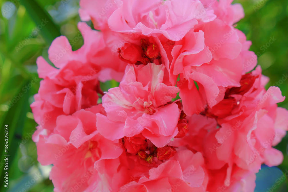 Tropical blooming flowers, closeup Tropical blooming flowers, closeup