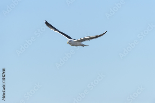 Great Black-backed Gull wings high