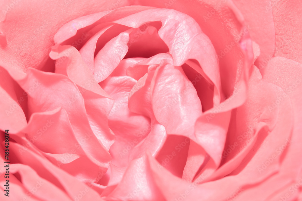 Close up of beautiful rose flower background Close up of beautiful rose flower background