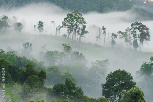Morning fog in dense tropical rainforest, (Doi-Laung), Chiang-Dao, Chiang Mai,Thailand. © artpritsadee