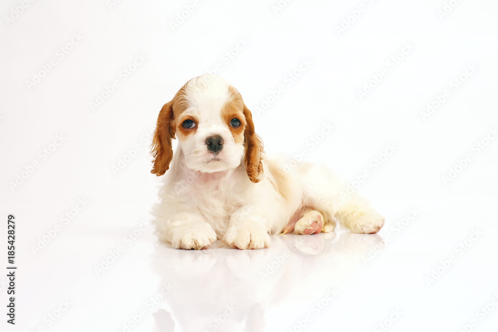 White and red American Cocker Spaniel puppy lying indoors on a white background