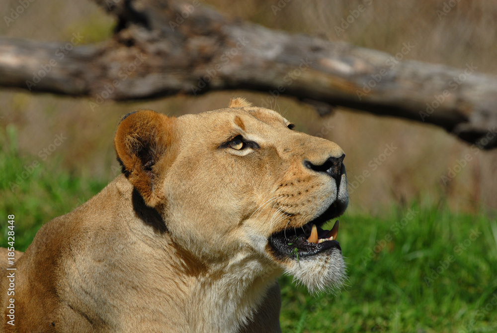 Naklejka premium Panthera leo