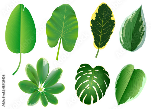 Summer  spring leaves set. Green flat icon. vector  Isolated on white