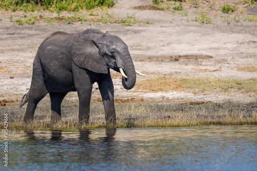 Young elephant drinking from the bank of the Chobe River  Botswana  Africa  