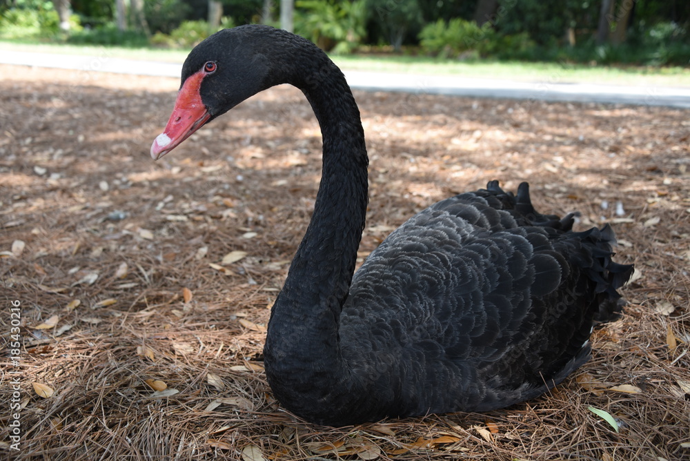 Fototapeta premium black swan
