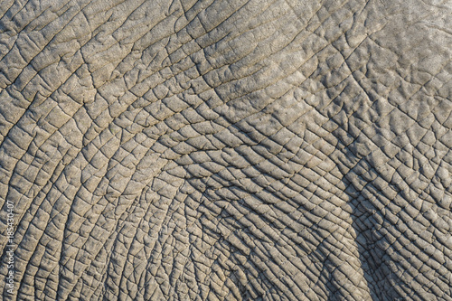 Close up of elephant skin as a graphic background, sun light highlighting the wrinkles, Botswana, Africa
