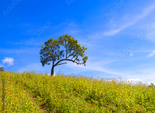 Landscape of beautiful blue skyand tree. Silhouette of hills .