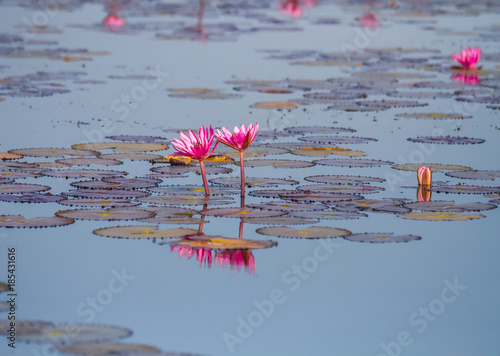 The sea of red and pink water lilies lake at Nong Harn  Kumphawapi  Udon Thani  Thailand  concept unseen in Thailand