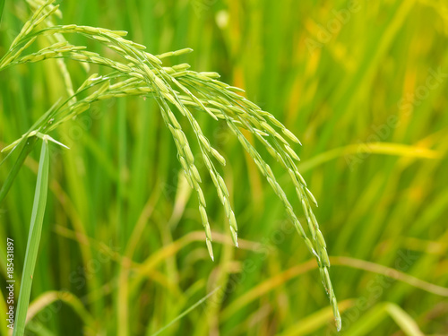 New paddy rice (Golden rice) growing in rice fields. Close up of green paddy rice. Thailand