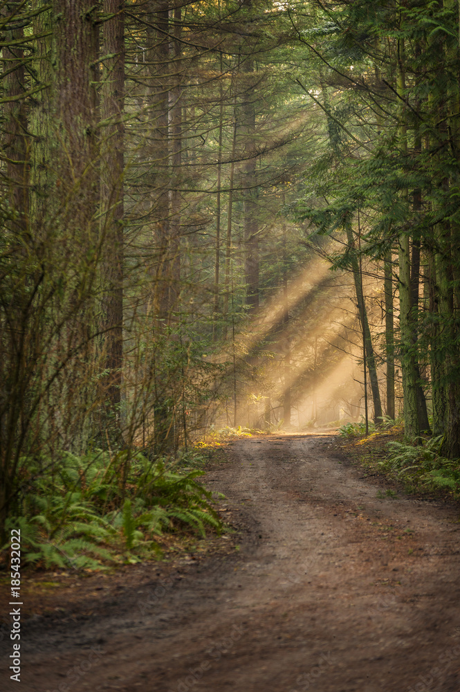 Sunlight Shining Through a Forest on a Foggy Morning. Light rays streaming through the fog illuminates the fir and cedar trees on a country dirt road. Sunlight Shining Through a Forest on a Foggy Morning. Light rays streaming through the fog illuminates the fir and cedar trees on a country dirt road.
