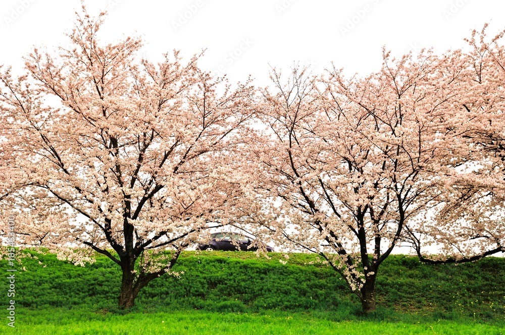 桜./桜の間を通過する車と桜の木です.