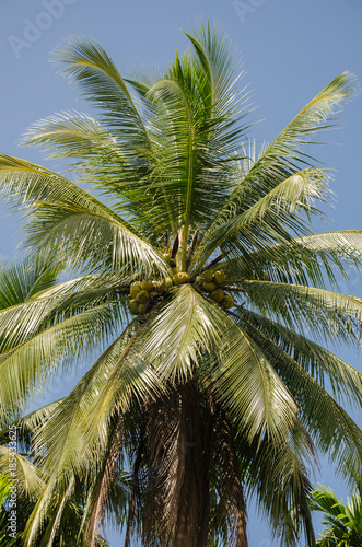 Coconut Tree In Sunlight.