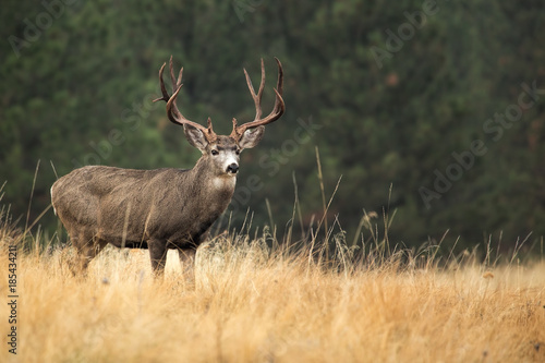 Mule Deer Buck on Gold and Green photo