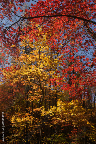 Autumn nature © Scott
