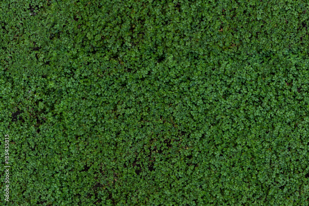 England Grass for 3D texture England Grass for 3D texture